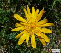 Tragopogon pratensis -- Wiesen-Bocksbart